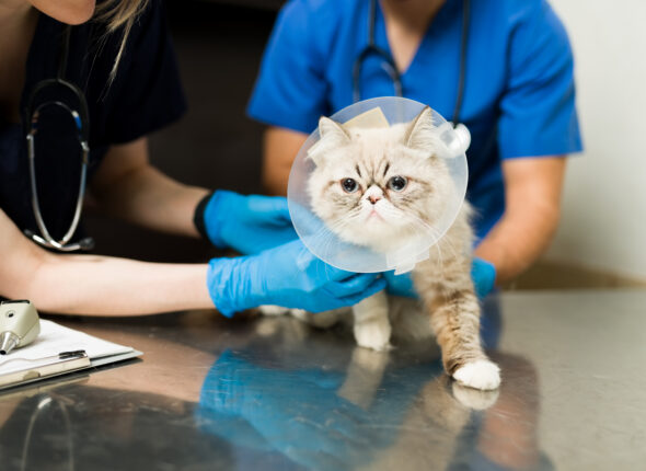Adorable sick persian cat with a recovery collar at the vet clinic