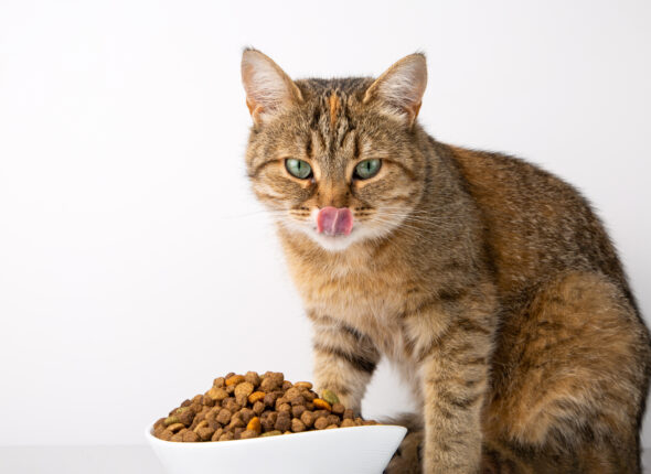 cat-eats-dry-food-from-white-bowl-white-background
